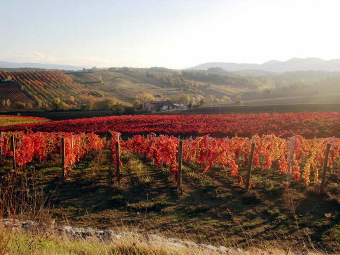 vigneti in autunno