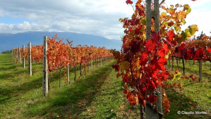 vigneti in autunno