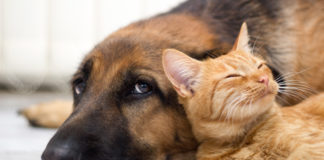 veterinario gratis per cani e gatti adottati