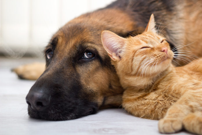 veterinario gratis per cani e gatti adottati