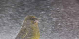 foto più bella national geographic uccellino