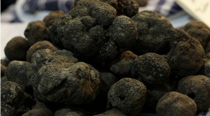 tartufo nero di Norcia