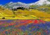 fioritura di Castelluccio di Norcia