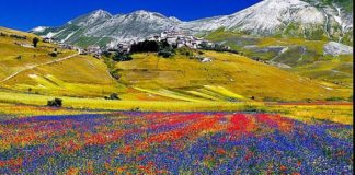 fioritura di Castelluccio di Norcia