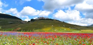 Fioritura Castelluccio