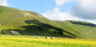 Fioritura Castelluccio