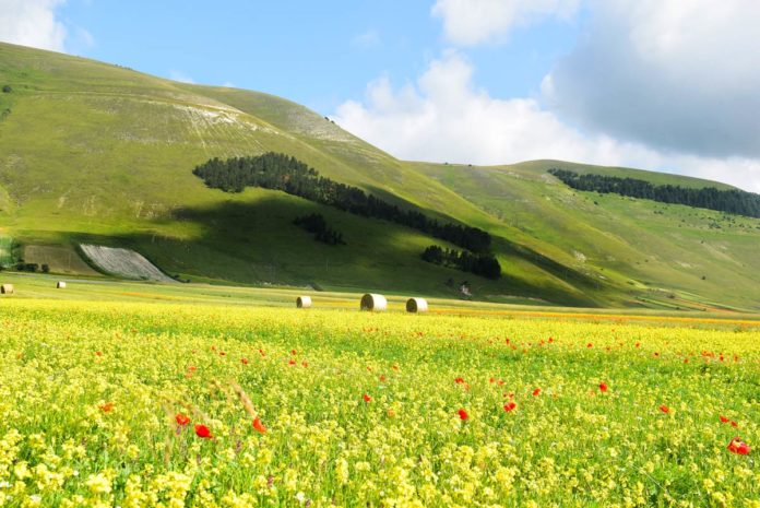 Fioritura Castelluccio