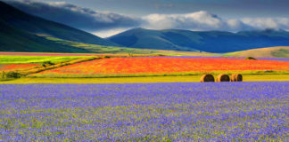 Fioritura di Castelluccio