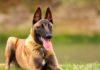 Pastore-Belga-Malinois