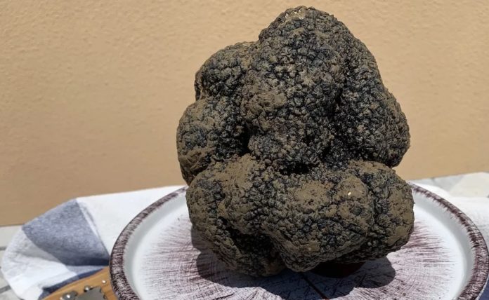 tartufo gigante