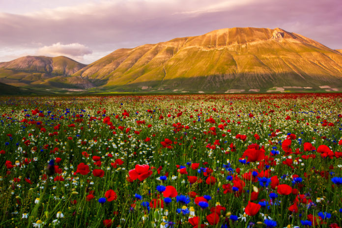 Fioritura di Castelluccio