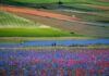 Fioritura di Castelluccio Umbria