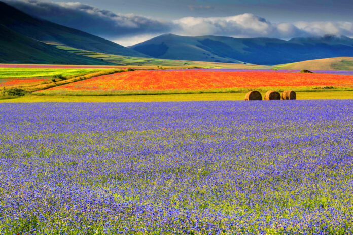 Fioritura di Castelluccio