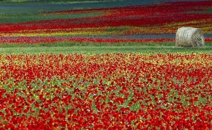 Fioritura Castelluccio