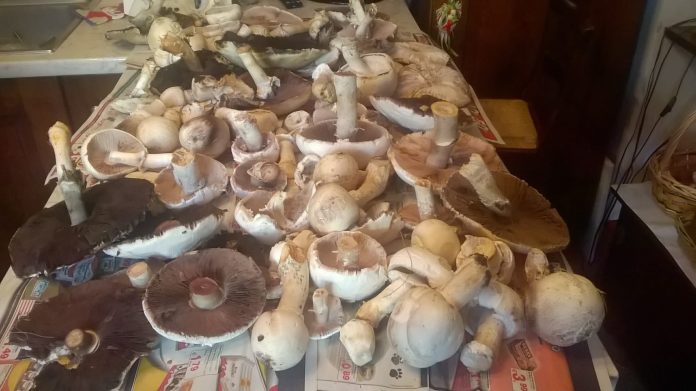 Funghi di bosco